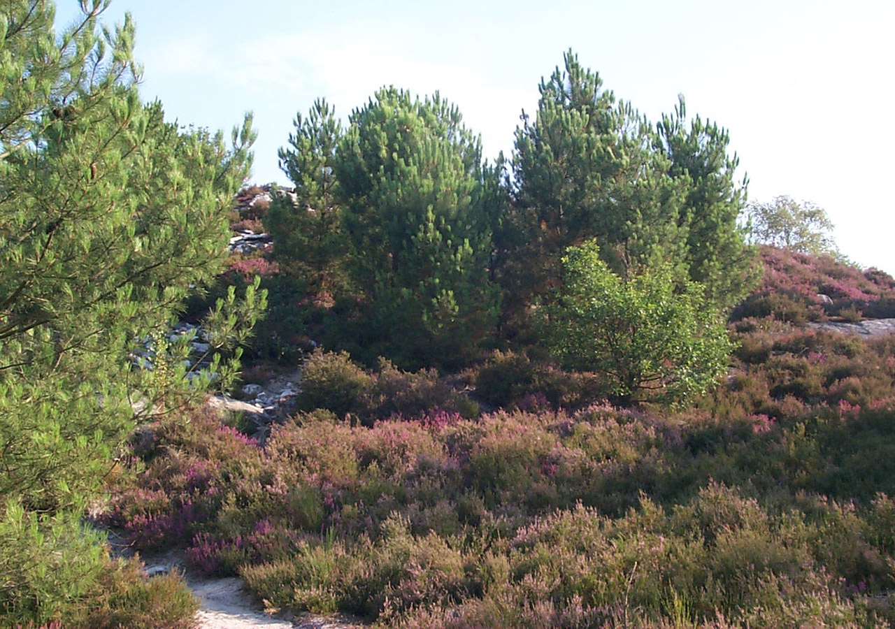 Paysages diversifiés pour cette forêt unique de Fontainebleau